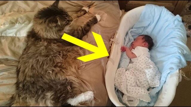12 Maine Coon Cat Facts So Unreal It’s Hard To Believe They’re All True