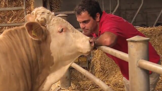 A Chained Bull Gets His First Taste of Freedom and Dances for Joy
