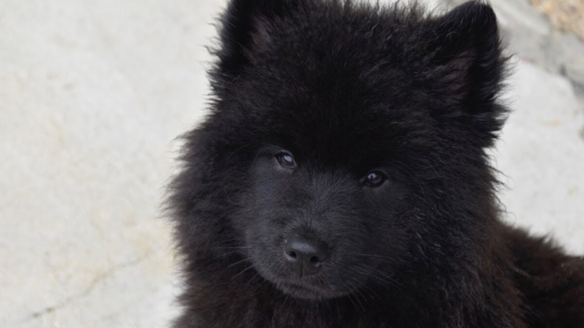 A Family Raised a 'Dog' for Two Years Before Learning the Truth