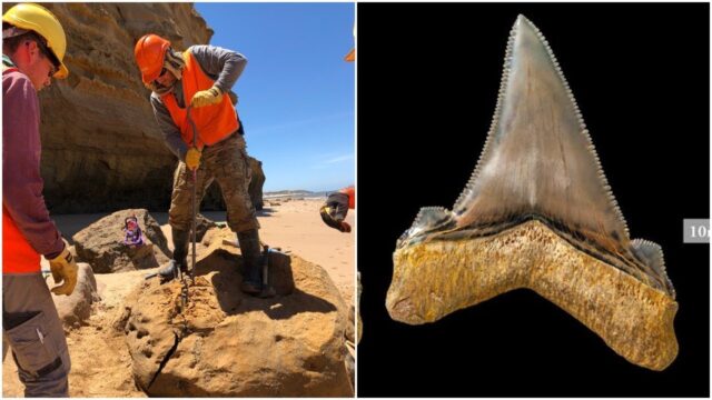 A Fossil Hunter's Lucky Find: Giant Shark Teeth Hidden in Australian Rock