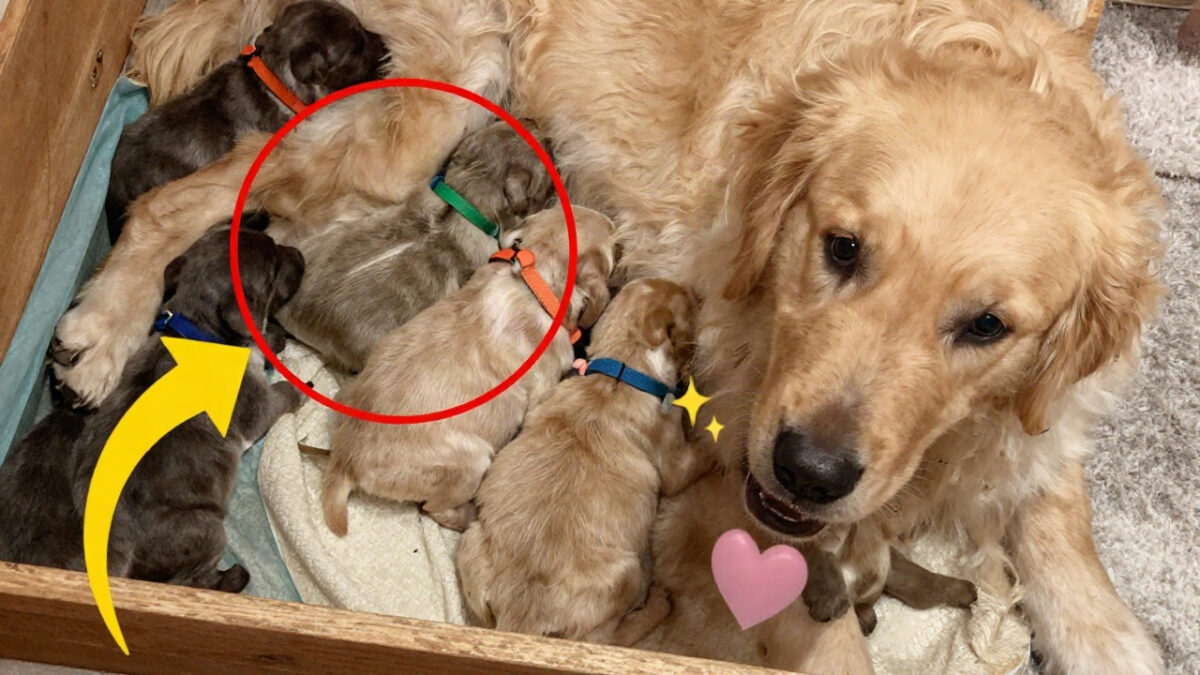 A Golden Retriever Pup Born Mossy Green: What Happened in Rio's Litter