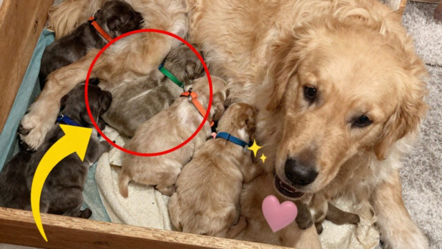 A Golden Retriever Pup Born Mossy Green: What Happened in Rio's Litter