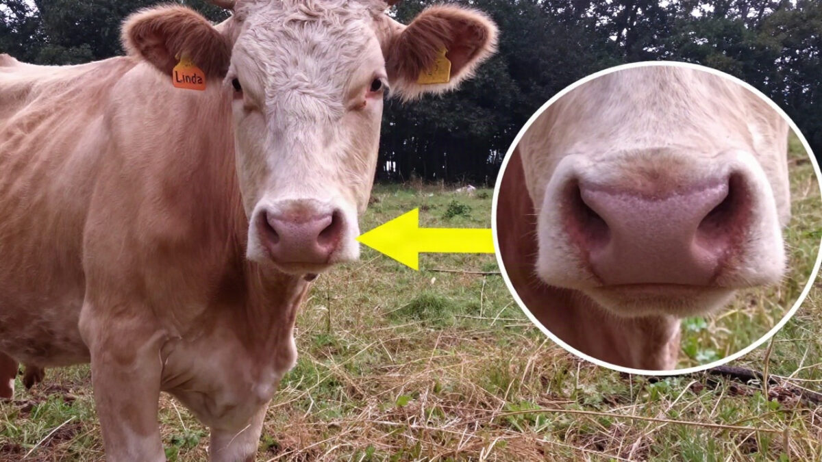A Guy Was Flying His Drone Over This Herd, But The Footage Revealed A Cow Was In Grave Danger