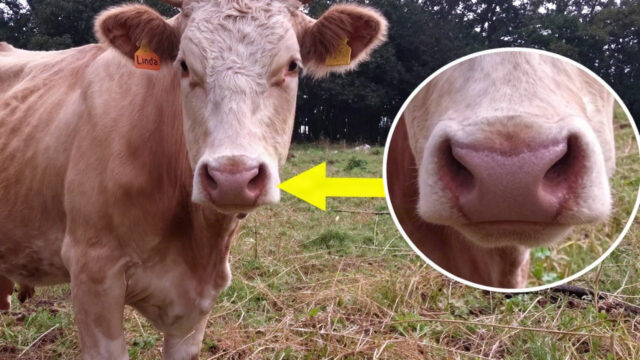 A Guy Was Flying His Drone Over This Herd, But The Footage Revealed A Cow Was In Grave Danger
