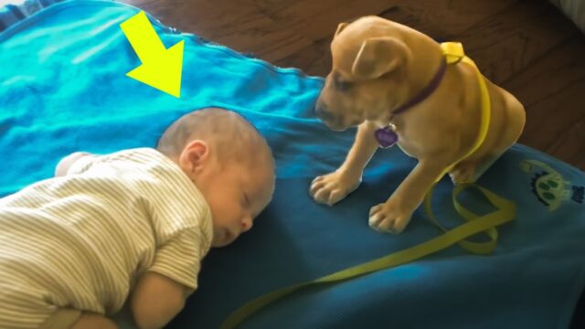 A Sleeping Baby, a Watchful Dog, and a Moment Worth Rewatching