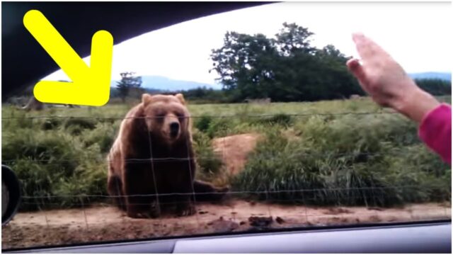 A Woman Waved At This Bear From The Safety Of Her Car – And The Animal’s Reaction Was Caught On Film