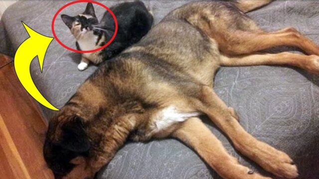 Cat Has The Most Heartbreaking Reaction After The Family Dog Passes Away From Cancer