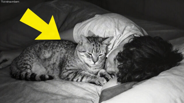 Cat Won’t Stop Staring At Dad All Night, Dad Checks Video On The Hidden Camera And Realizes Why