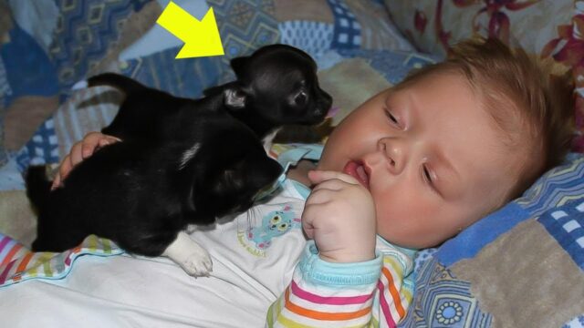 Dad Adopts Dog for His Paralyzed Son, But What Follows Leaves Everyone Stunned