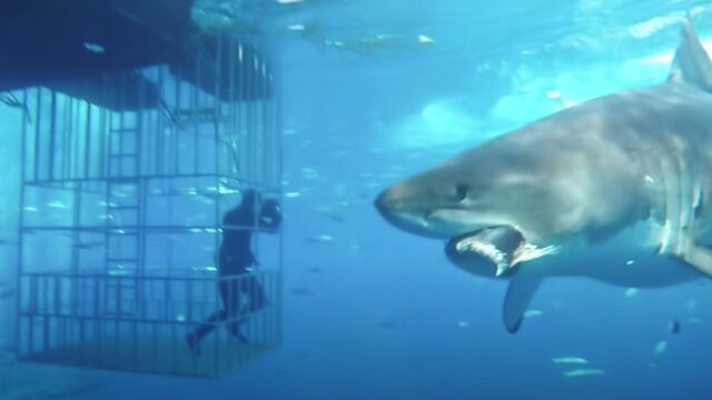 Diver Finds a Great White With a Huge Circular Scar Nobody Expected