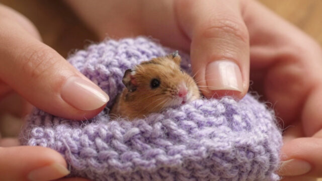 Dogs found a tiny creature in the dirt, look at him after some time