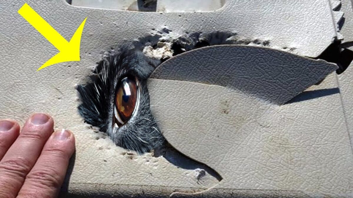 Father And Son Out Riding Motorcycles End Up Making A Heartbreaking Discovery