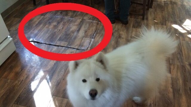 He Didn’t Have The Nerve To Open The Trap Door In His Cabin So He Hired A Handyman To Do It For Him