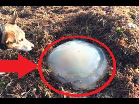 If You See One Of These Things On The Beach, Keep Your Dog As Far Away As Possible.