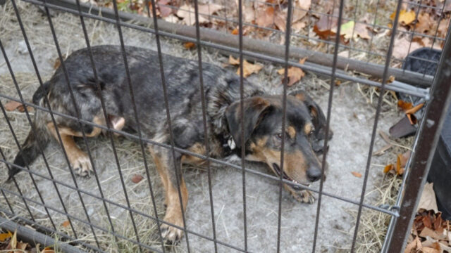 It Seemed That All Hope Was Lost For This Poor Dog , Then One Officer Spotted Something