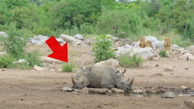 Lions Attacked a Rhino Trapped in a Pit – You Won't Believe Who Came to the Rescue!