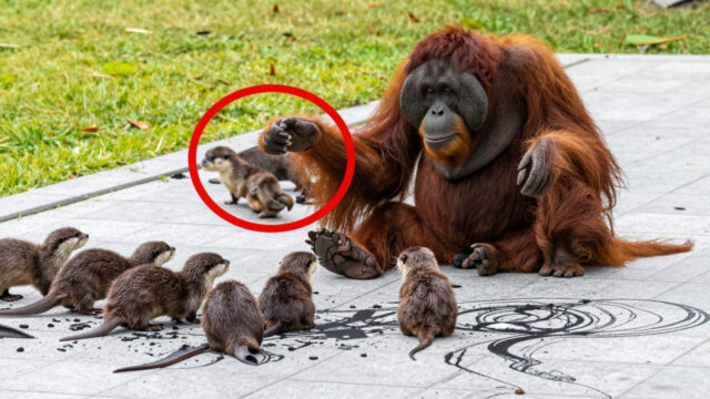 Lonely Orangutans and the Unexpected Newcomers That Changed Their Fate