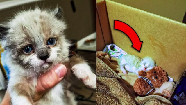 Man Adopts Tiny Kitten That He Found In His Yard, A Few Months Later This Happens