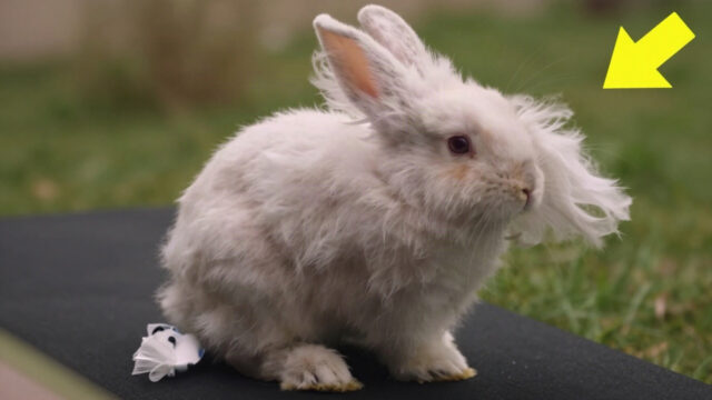 Man Rescues What He Thinks is a Baby Rabbit, But the Vet Reveals a Shocking Truth