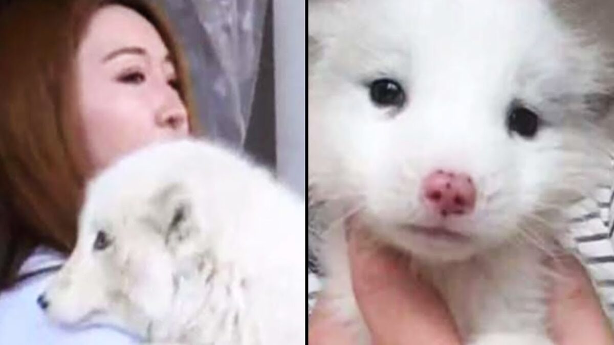 Mrs. Wang's Prized 'Japanese Spitz' Turns Out to Be a Wild Fox