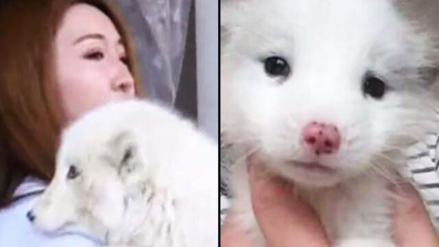 Mrs. Wang's Prized 'Japanese Spitz' Turns Out to Be a Wild Fox
