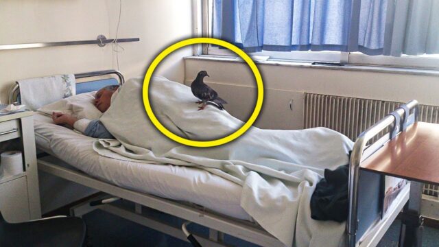 Pigeon Entered Hospital Window Every Day. When Staff Learned Reason, They Were Shocked