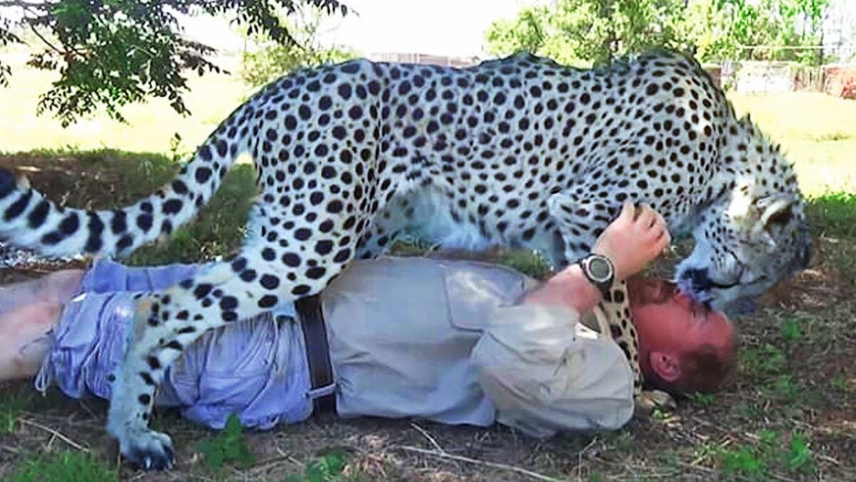 Rescued Cheetah Made Everyone Into Tears, After Seeing His Adoptive Father At The Rescue Center