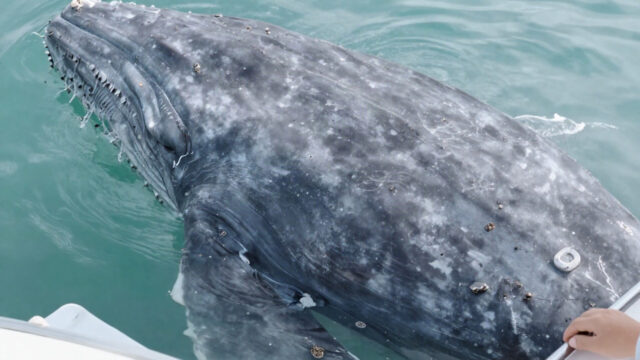Shark Found In The Wild Believed To Be 512 Years Old