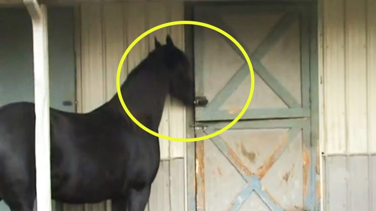 The Houdini Horse of Michigan: How a Mare Learned to Free Herself at Night