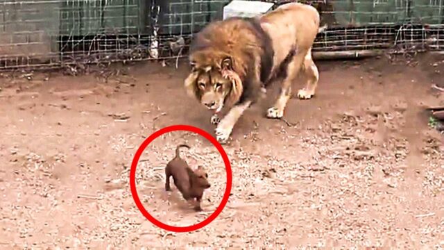 The Lion Cub and the Dachshund Who Became His Surrogate Mom