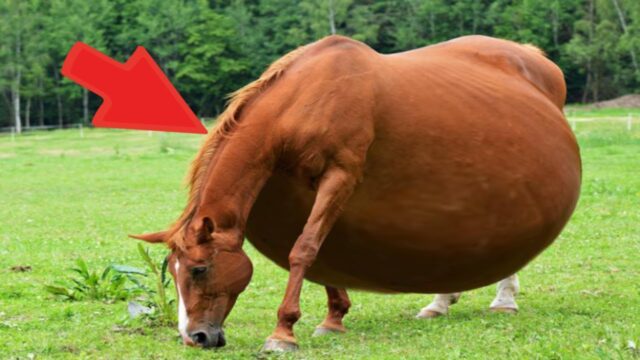 The Owner Couldn't Believe Her Eyes when She Saw whom Her Horse Gave Birth To...