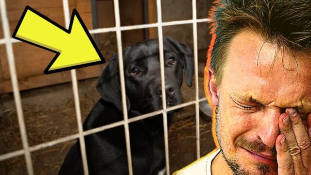 The Shelter Dog Who Seemed Impossible to Reach, Until One Letter Changed Everything