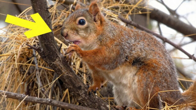 The Squirrel Who Asked a Stranger for Help Saving Her Baby