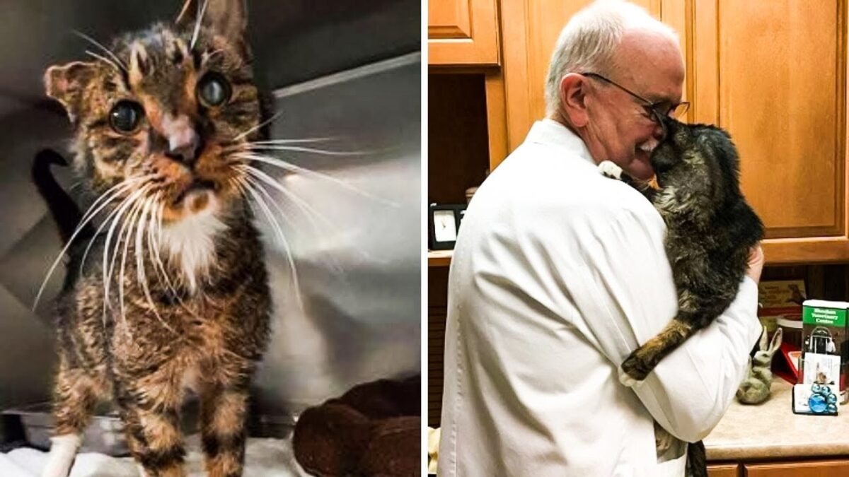 The Vet Hugged The Cat! A Minute Later, Something Unexpected Happened!