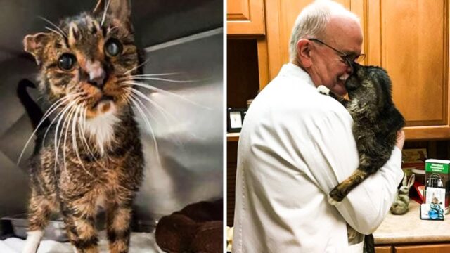The Vet Hugged The Cat! A Minute Later, Something Unexpected Happened!