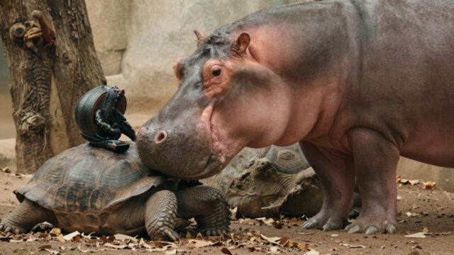 This 130 Year Old Tortoise Saves Baby Hippo’s Life, Now They Are Best Friends
