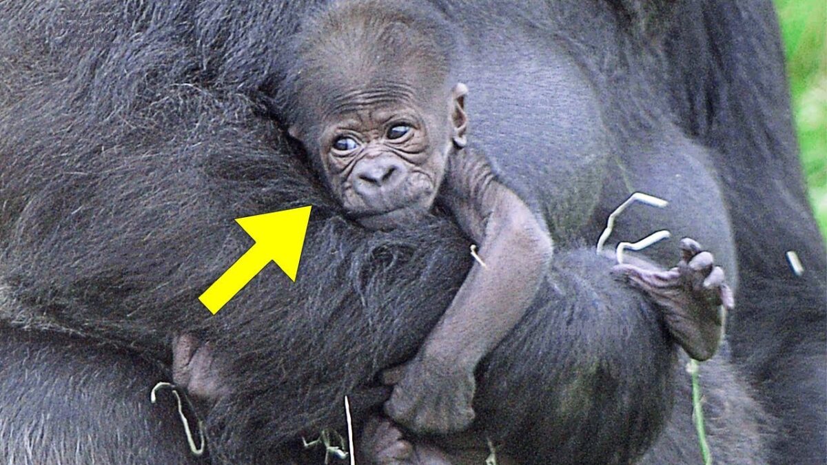 This Baby Gorilla Was Acting Up In Front Of A Crowd, But Dad Quickly Put Him In His Place