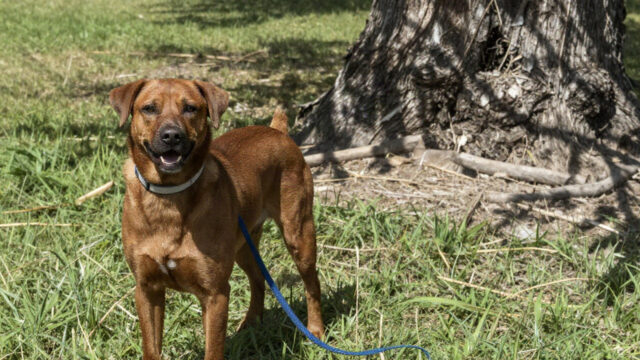 This Dog Was Hurled Down A 22 Floor Garbage Chute And Left At The Mercy Of An Approaching Compactor