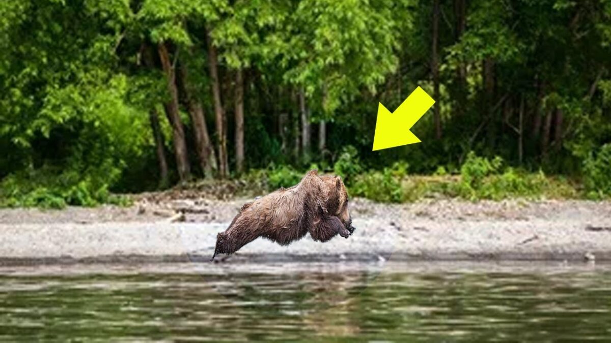 This Photo Shocked The Entire Internet! Just Look What The Drone Discovered In The Chernobyl Forest!