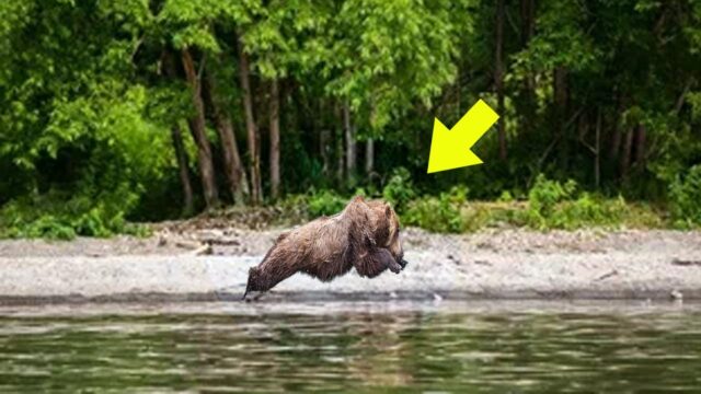 This Photo Shocked The Entire Internet! Just Look What The Drone Discovered In The Chernobyl Forest!
