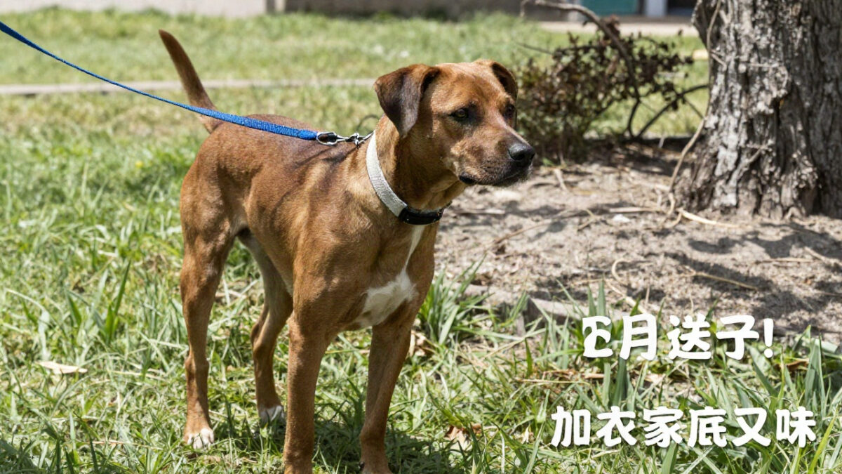 This Pit Bull Was Thrown Down From 22 Floor Into Garbage Chute, And Left At The Mercy Of God