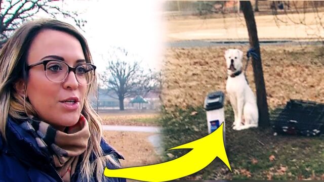 This Woman Found A Freezing Dog Tied To A Tree – And Then She Saw The Heartbreaking Note