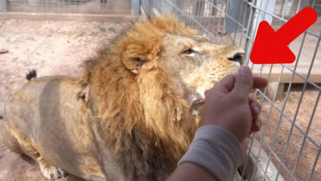 Tiny Dog Thrown Into A Lion’s Cage, Then The Lion Smells Him. You Won't Believe What Happened Next