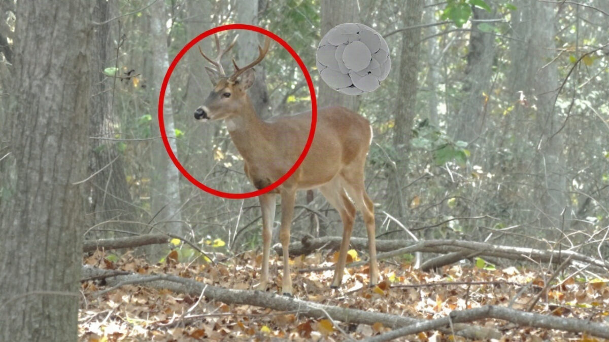 When A Deer Approaches A Man In His Backyard, And Is In Need Of Urgent Help