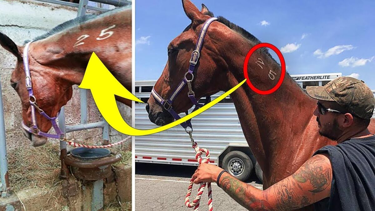 When A Man Saved A Horse From The Slaughterhouse, Her Response To Freedom Touched His Heart Deeply