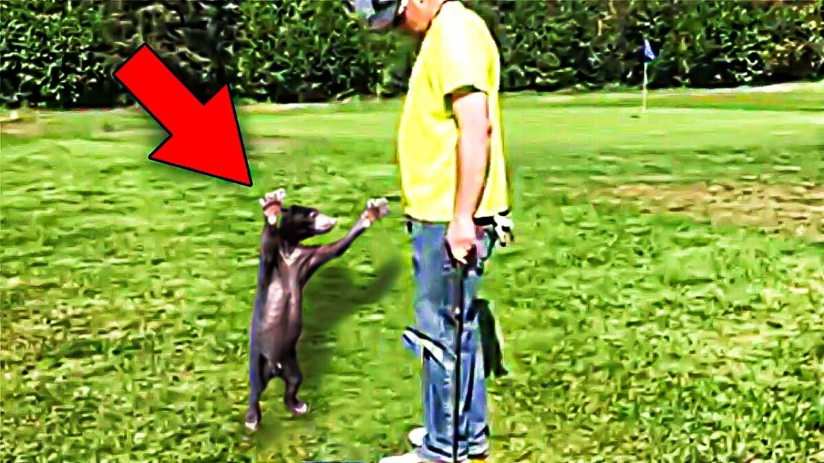 When A Wild Bear Cub Ran Towards A Golfer Just To Hug Him Everybody Left Speechless