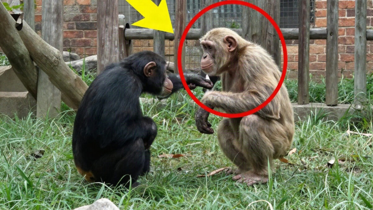 When These Chimpanzees Saw Their Strange Looking Brother, The Way They Treated Him Is Eye Opening