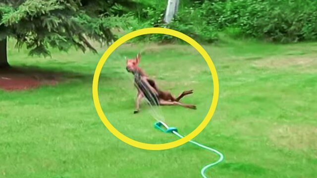 When this dad switched on the sprinkler in his yard, he never expected what would come out to play.