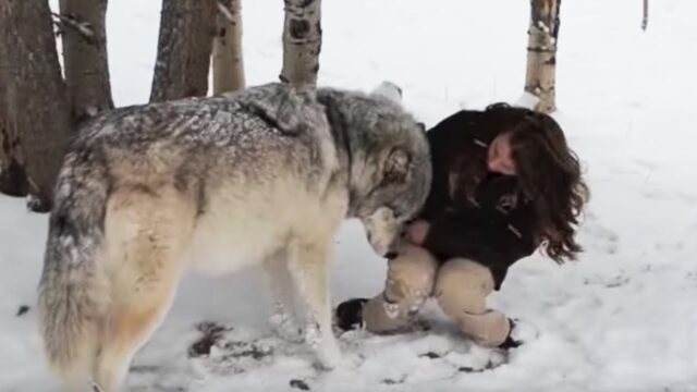 When This Woman Spotted A Wolf Alone In The Woods, She Did Something Most People Would Never Do