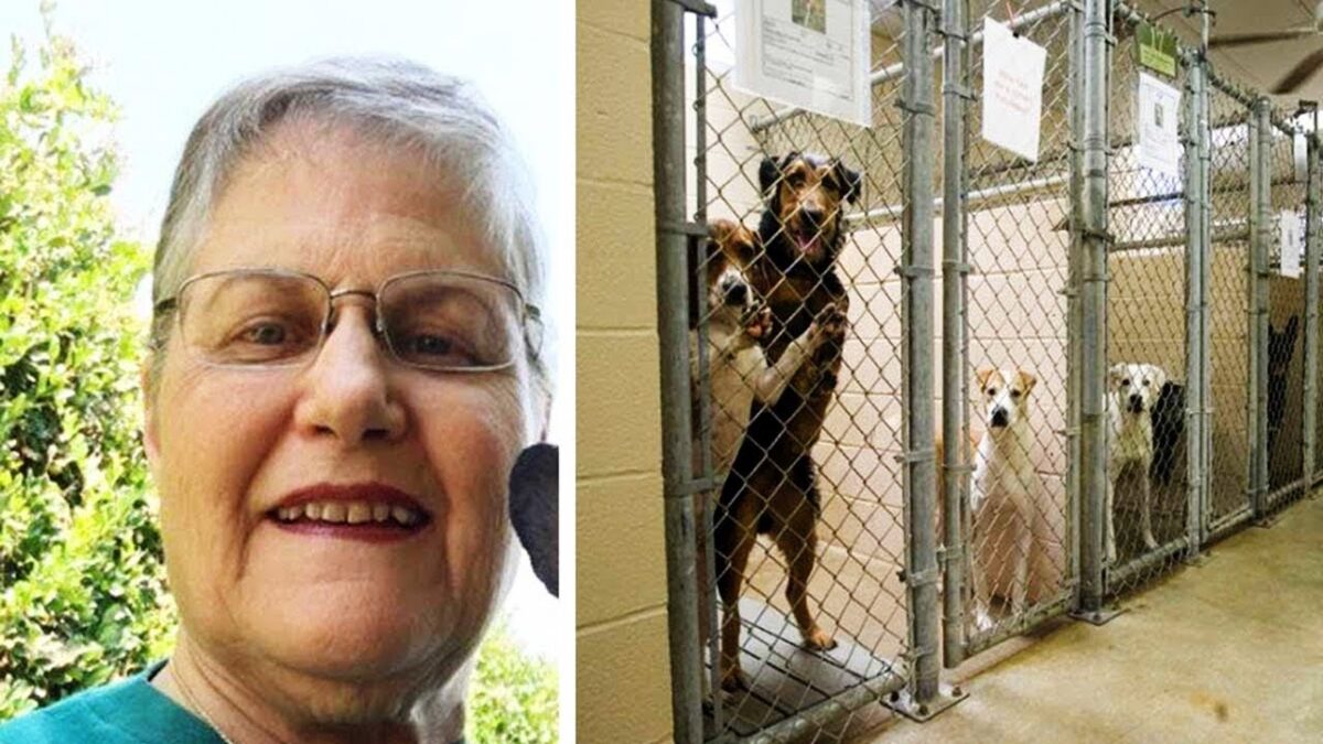 Woman asks shelter for oldest, hardest to adopt dog that no one wants Here’s who they gave her